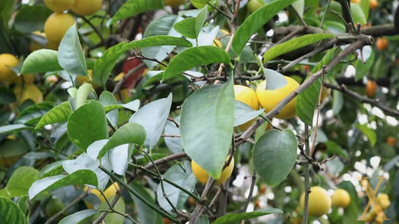 Beneficios del limequat