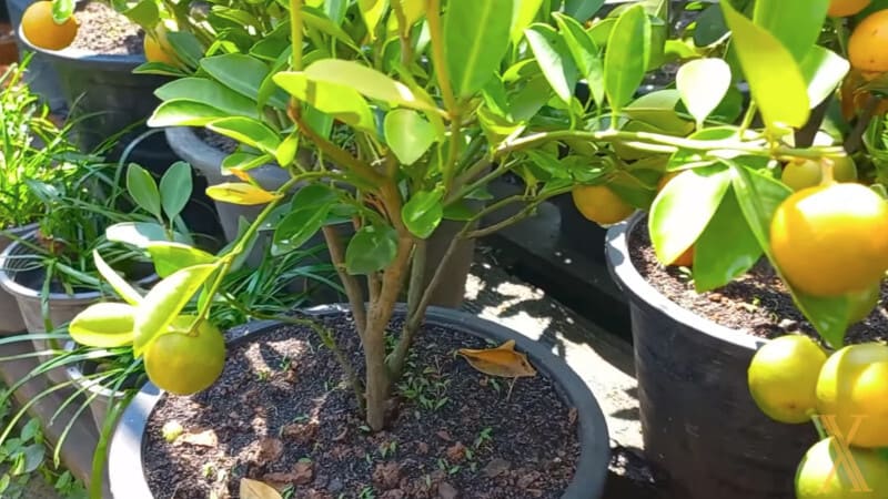 Cultivar Kumquats