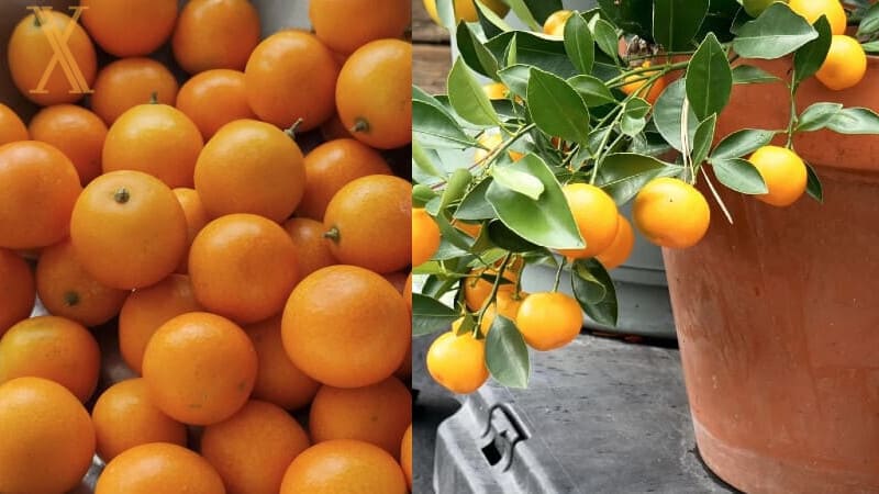 Kumquat vs Calamondín ¿Cuál será mejor?