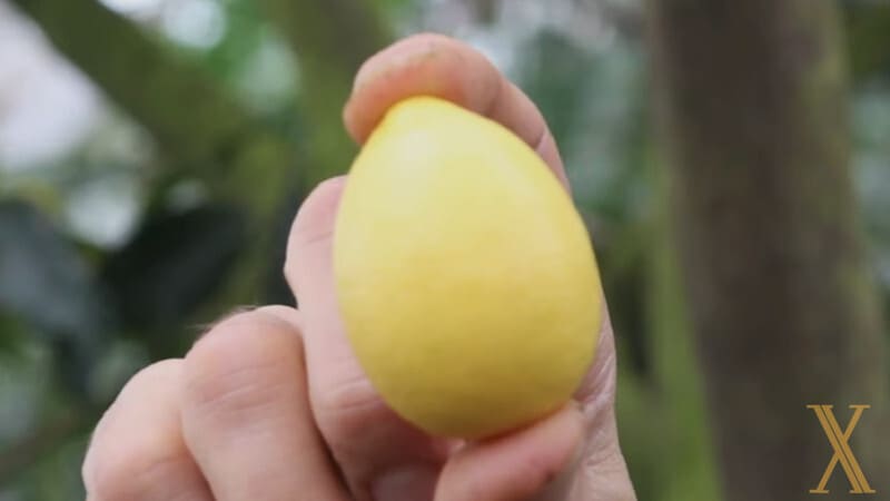 Qué es el Limequat y Cómo se usa