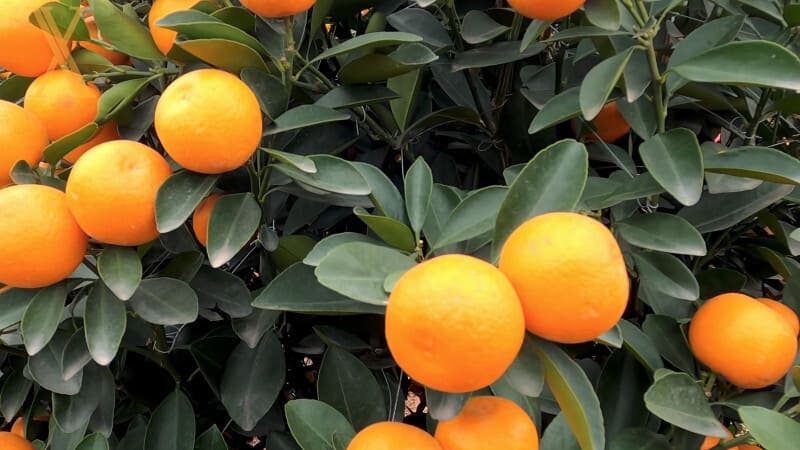Usos culinarios del Kumquat