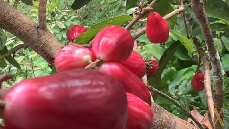 What is rose apple
